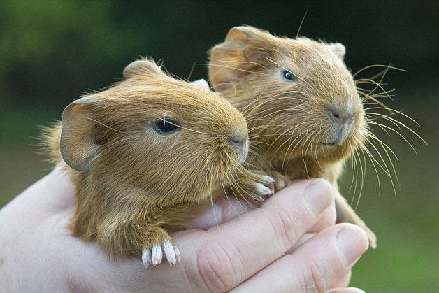 baby guinea pigs.jpg